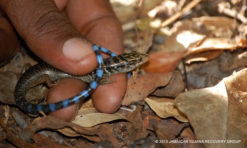 Blue-tailed Galliwasp