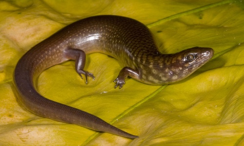 Limestone Forest Galliwasp