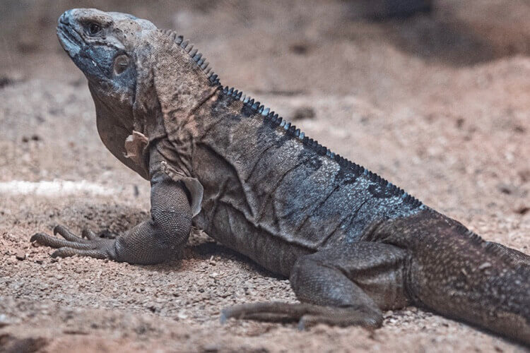 Jamaican Iguana