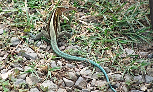 Jamaica Ameiva