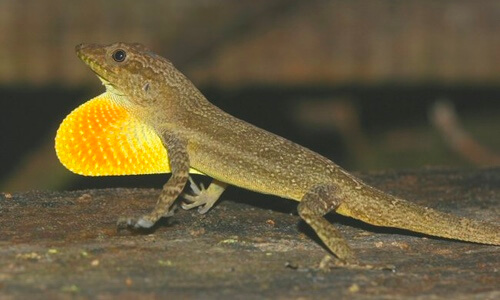 Jamaican Bluefields Anole