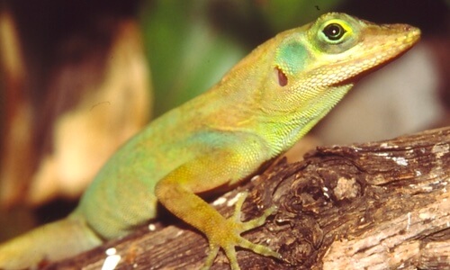 Jamaican Blue Mountain Anole