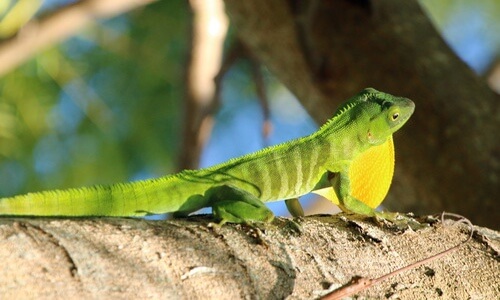 Jamaican Giant Anole