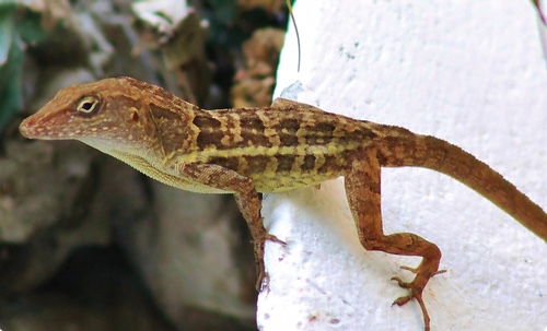 Jamaican Gray Anole
