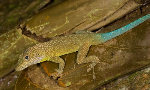 Jamaican Turquoise Anole