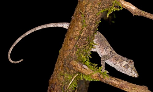 Jamaican Twig Anole