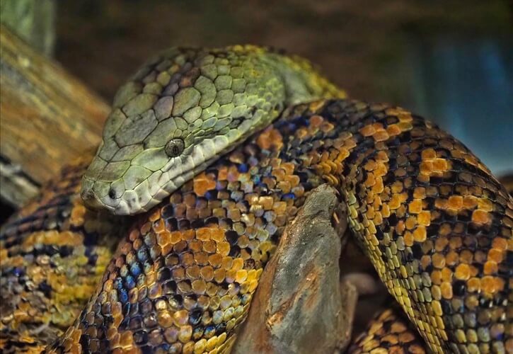 Jamaican Boa