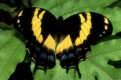 Jamaica Swallowtail Butterfly