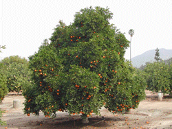 Jamaica Ortanique Tree