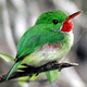 jamaica endemic birds